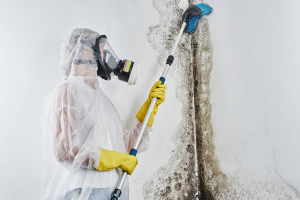 Best Affordable Mold Removal  in Rensselaer, NY