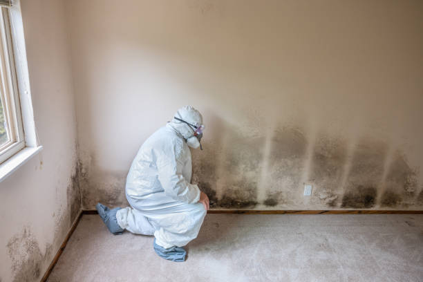 Mold Testing and Removal in Rensselaer, NY